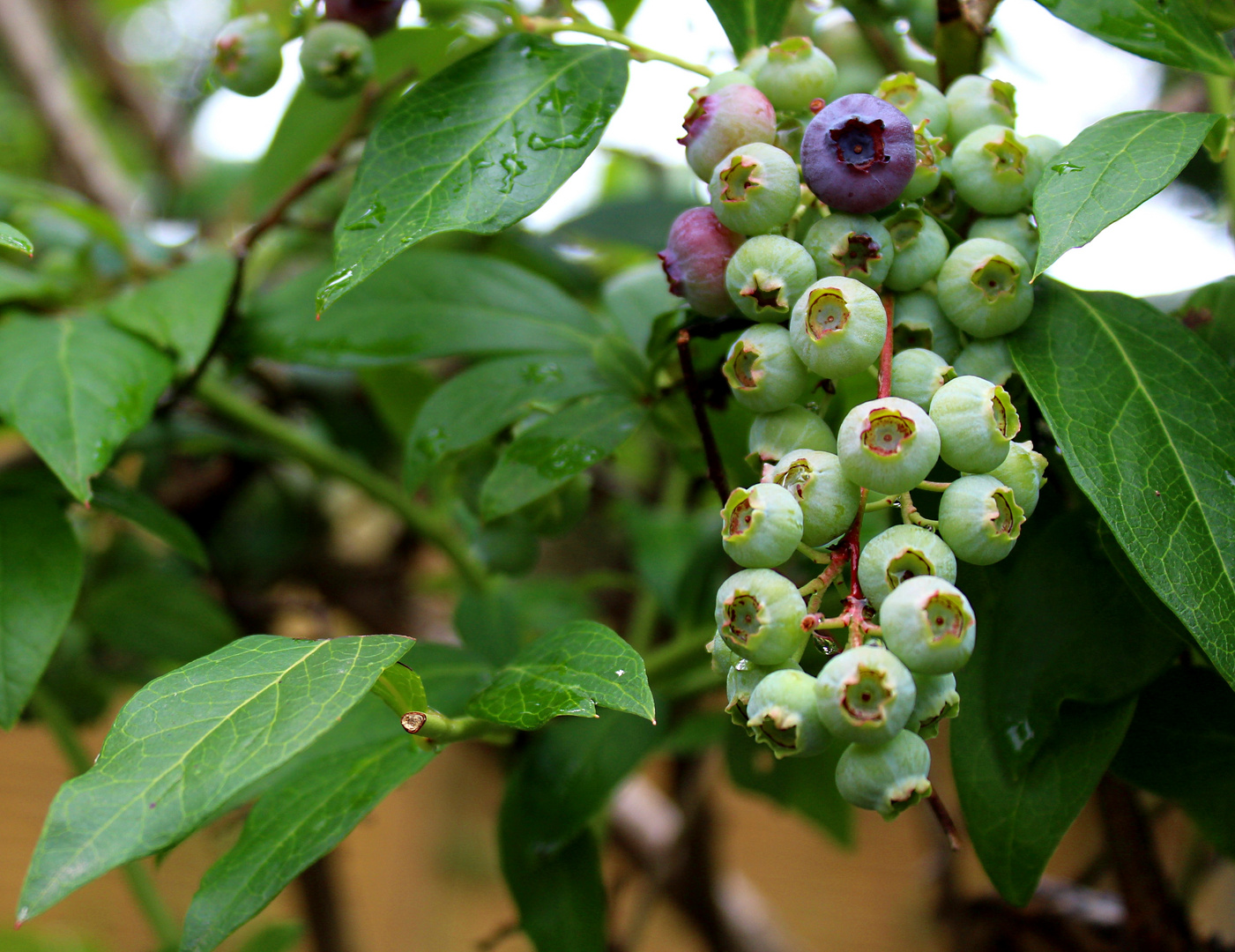 unsere Blaubeeren ...