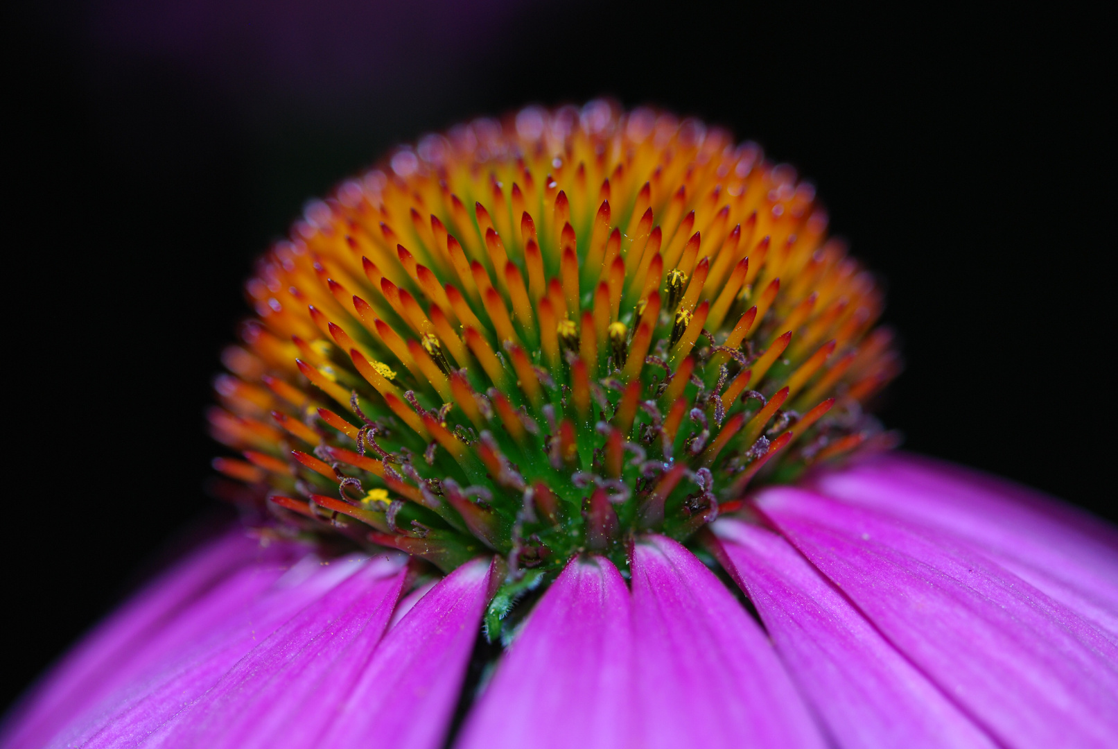 Unsere Blume bei Nacht auf der Terasse