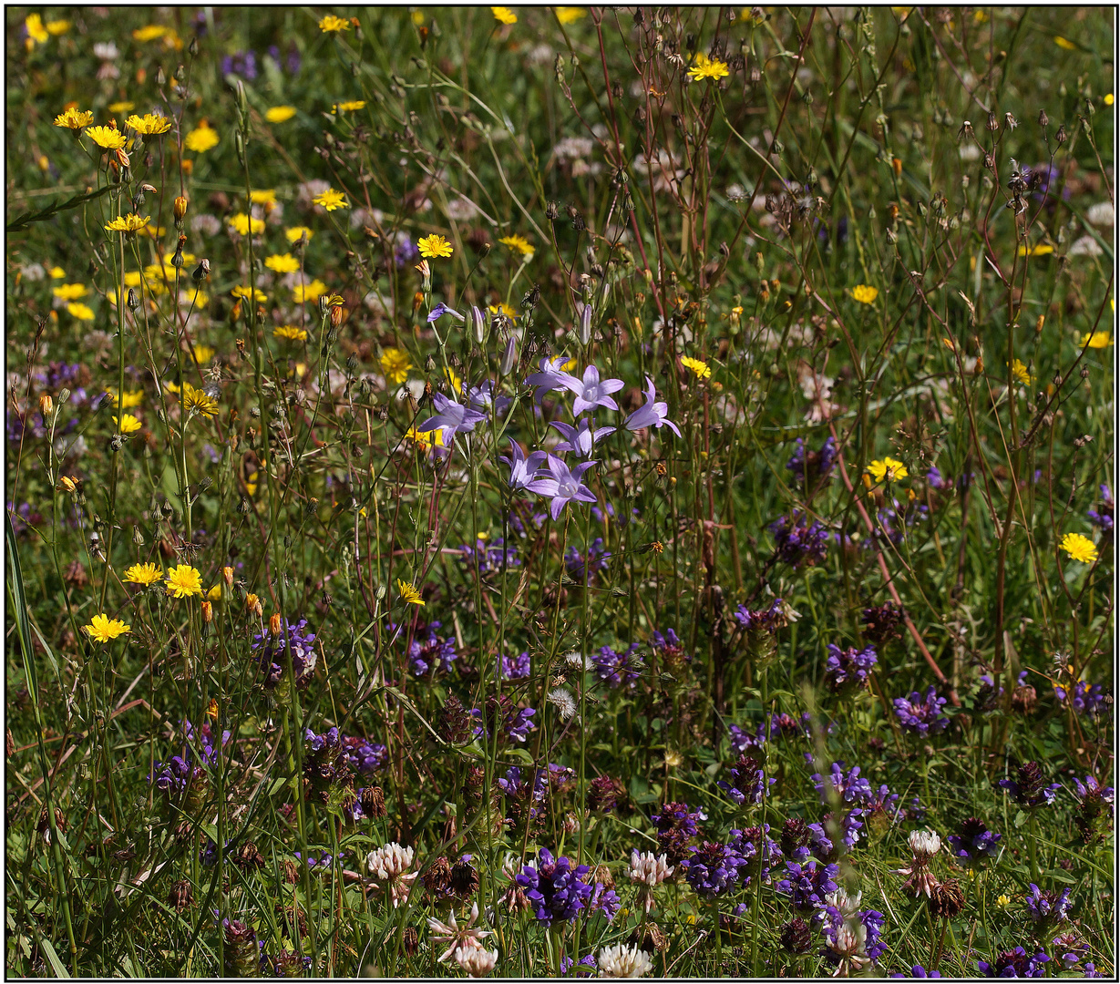 Unsere Blumenwiese mit der Rapunzel Glockenblumee Foto & Bild