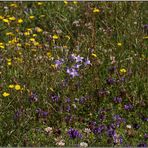 Unsere Blumenwiese mit der Rapunzel Glockenblumee