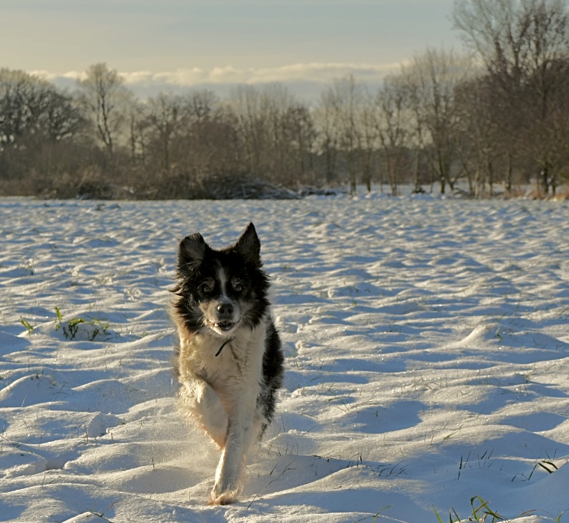 Unsere Border Collie Hündin Paula