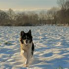 Unsere Border Collie Hündin Paula