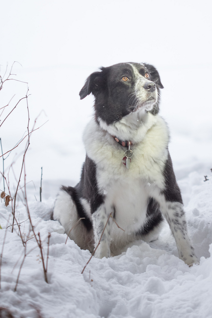 Unsere Border-Dame Lea