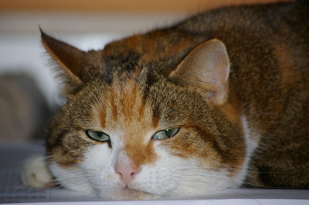 Unsere Bürokatze