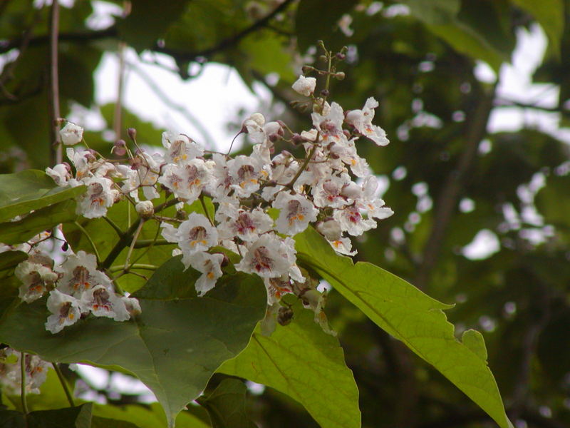 Unsere Catalpa blüht