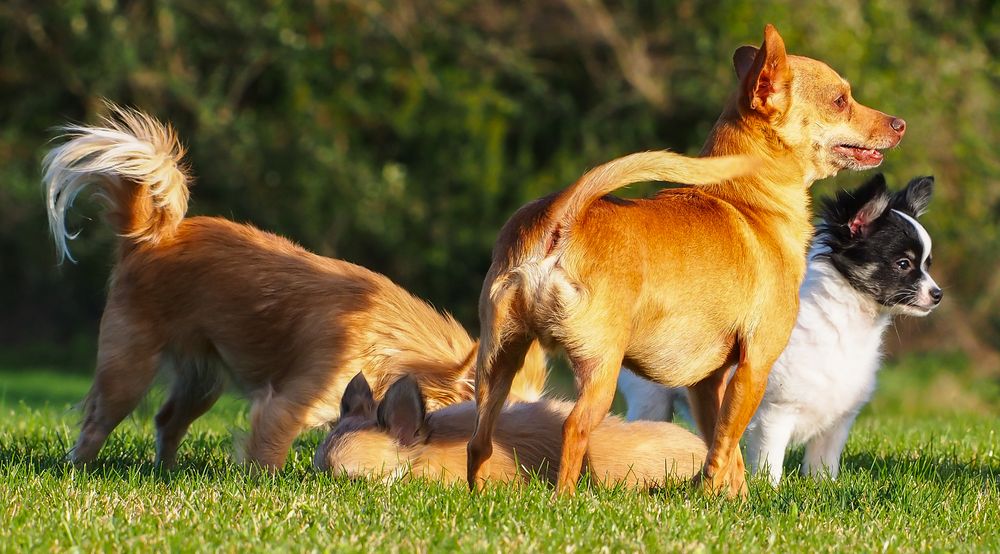 Unsere Chihuahua-Bande 2