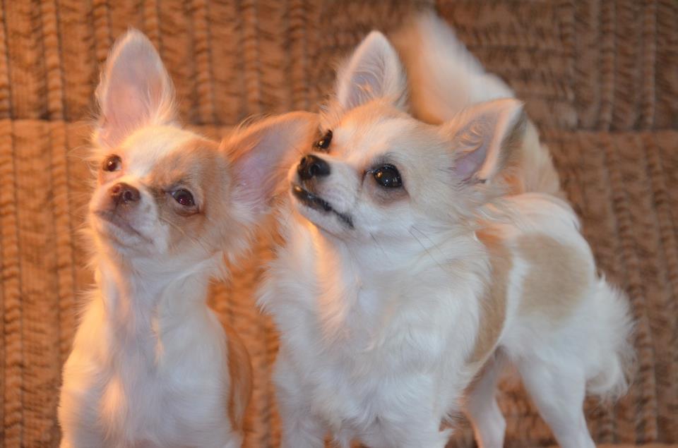 unsere Chihuahua´s