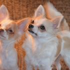 unsere Chihuahua´s