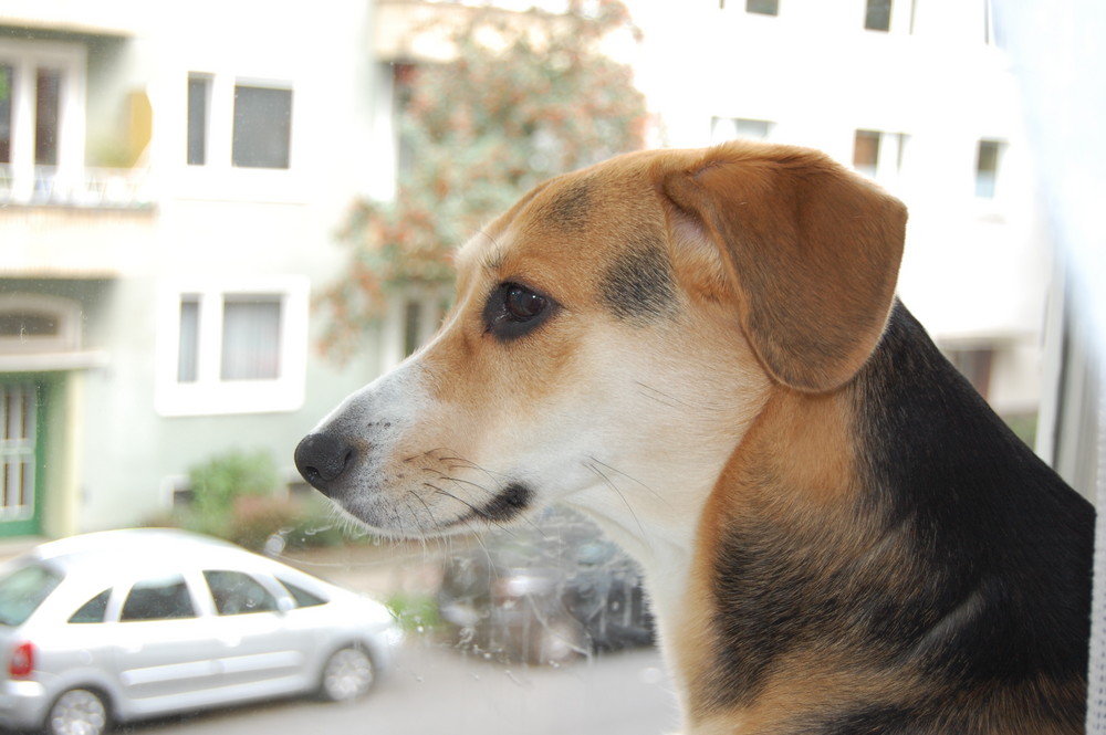 Unsere Chula! Wie immer neugierig, was auf der Straße los ist.