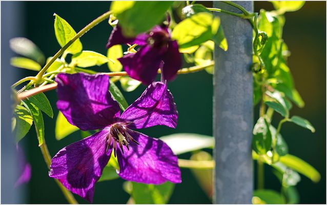 Unsere Clematis