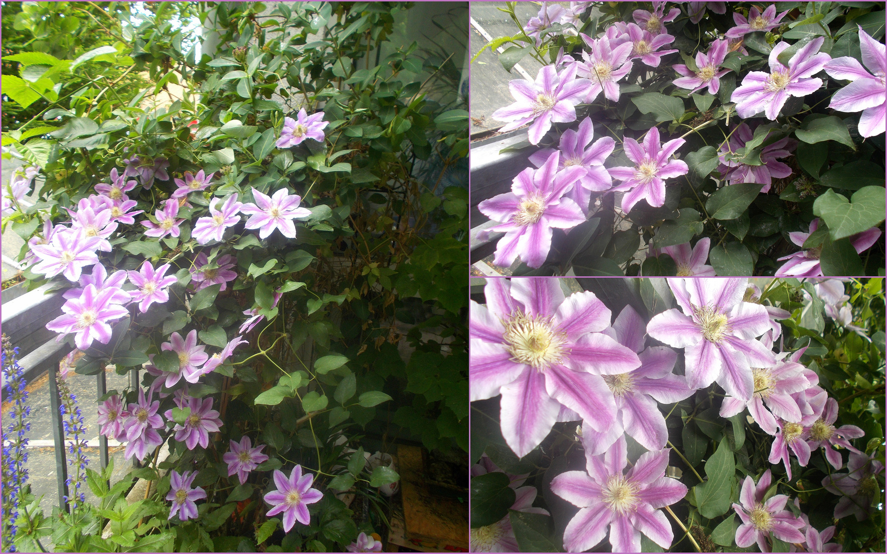 Unsere Clematis blüht auch dieses Jahr wieder schön... Foto & Bild