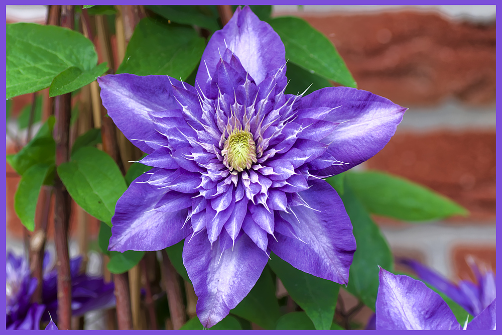 Unsere Clematis in voller Blütenpracht