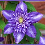 Unsere Clematis in voller Blütenpracht