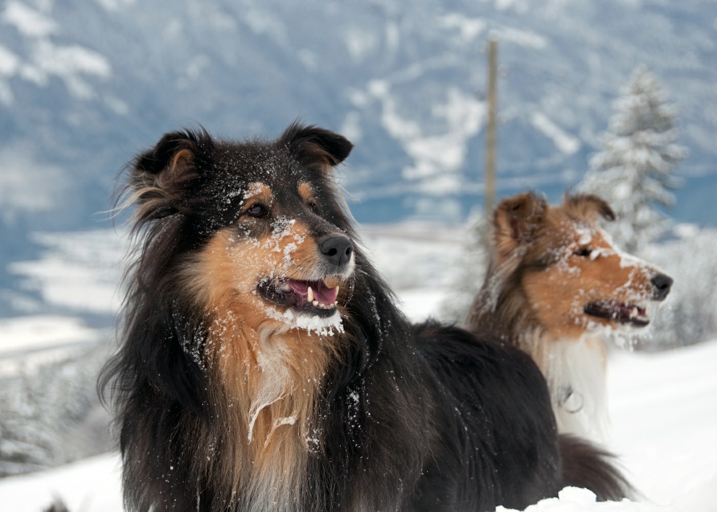 Unsere Collies im Schnee