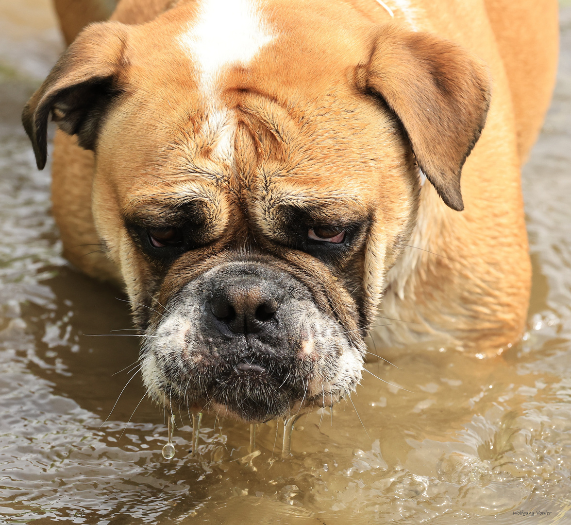 unsere Continental Bulldog Hündin