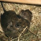 Unsere Degus "Cosmos" & "Stinker"