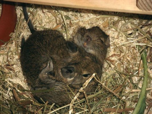 Unsere Degus "Cosmos" & "Stinker"