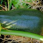 Unsere dicke Zucchini (Cucurbitaceae, Cucurbita pepo) auf Strohbett (Ø ca. 14cm)