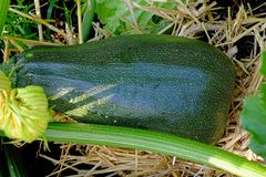 Unsere dicke Zucchini (Cucurbitaceae, Cucurbita pepo) auf Strohbett (Ø ca. 14cm)