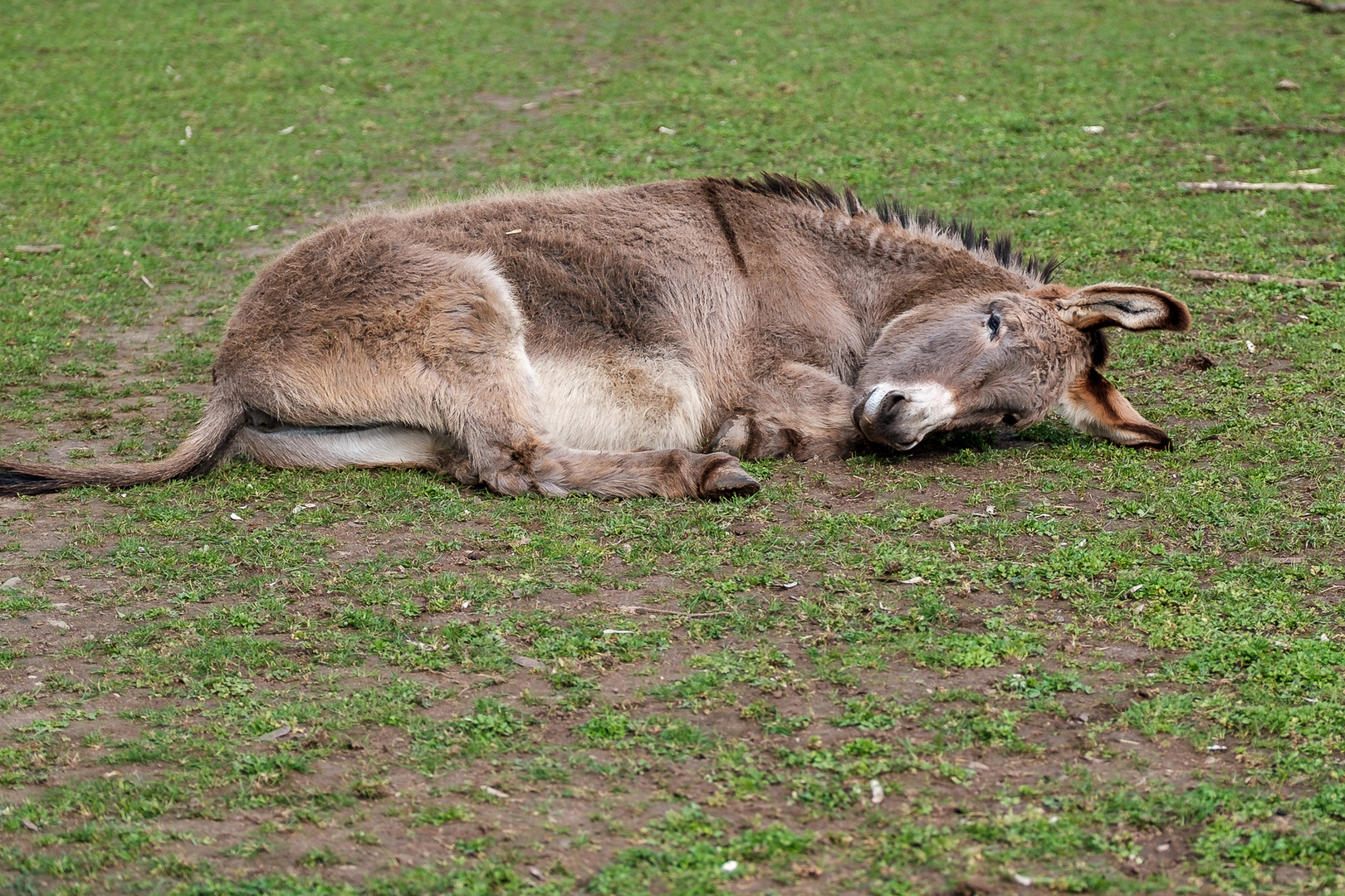 Unsere Dorfeselchen