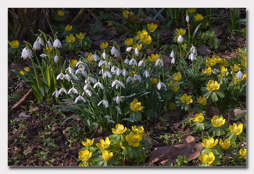 Unsere drei (Blumen)-Säulen im Garten