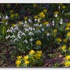 Unsere drei (Blumen)-Säulen im Garten