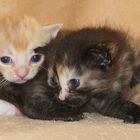 Unsere drei Katzenbabys