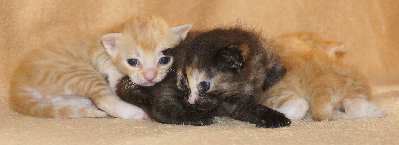 Unsere drei Katzenbabys