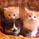 Unsere drei Kitten