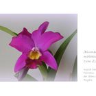 Unsere duftende Cattleya