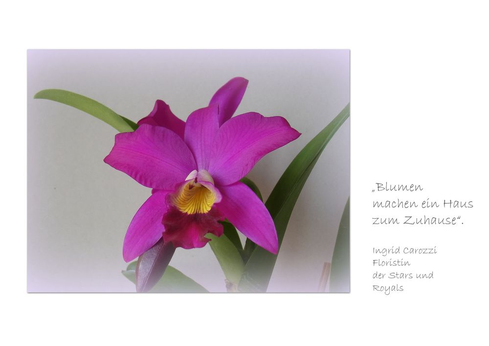 Unsere duftende Cattleya