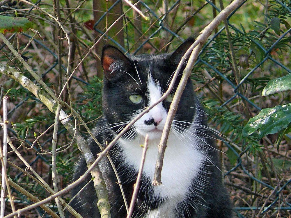 Unsere ehemalige Gastkatze Cindy...