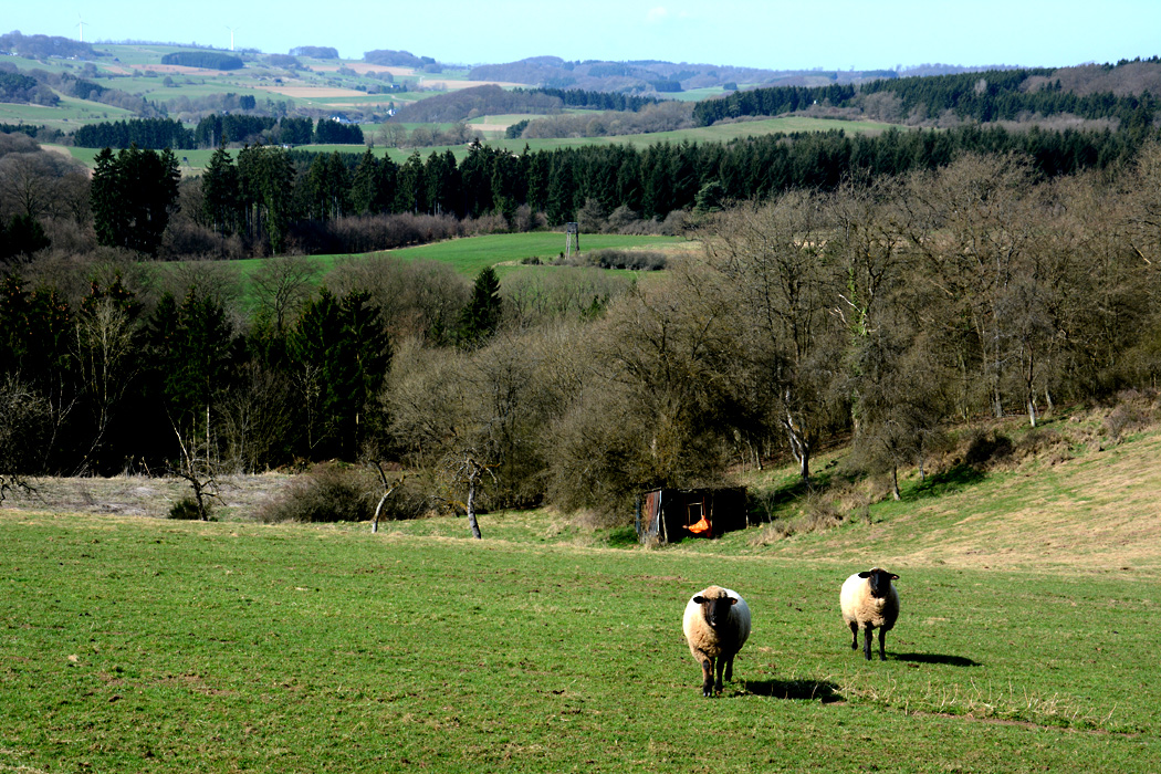 Unsere Eifel im Vorfrühling