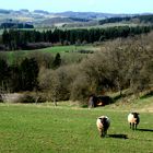 Unsere Eifel im Vorfrühling