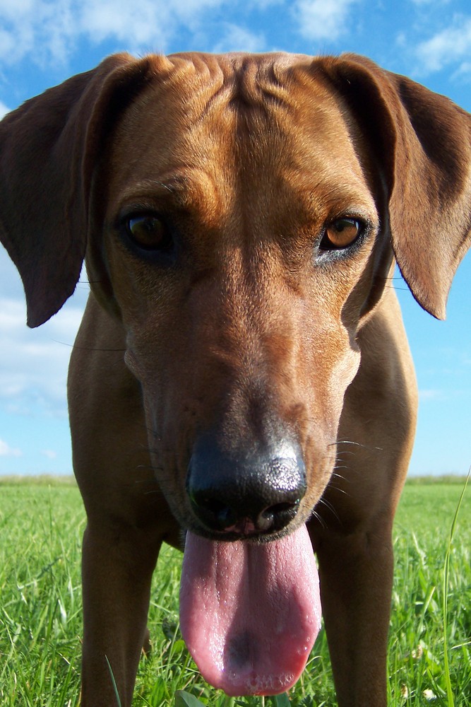 Unsere Eische (Rhodesian Ridgeback)