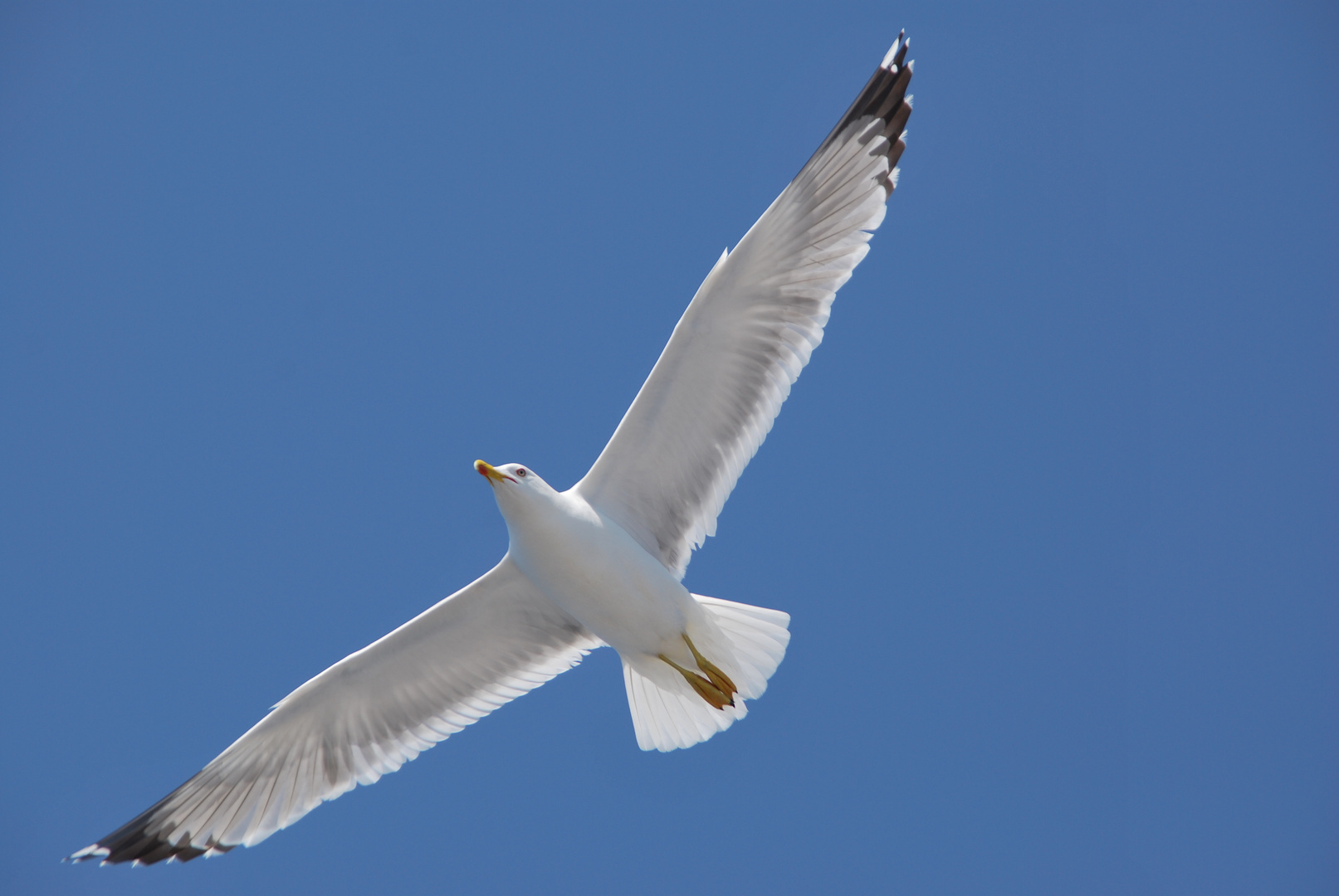 Unsere elegante Flugbegleiterin