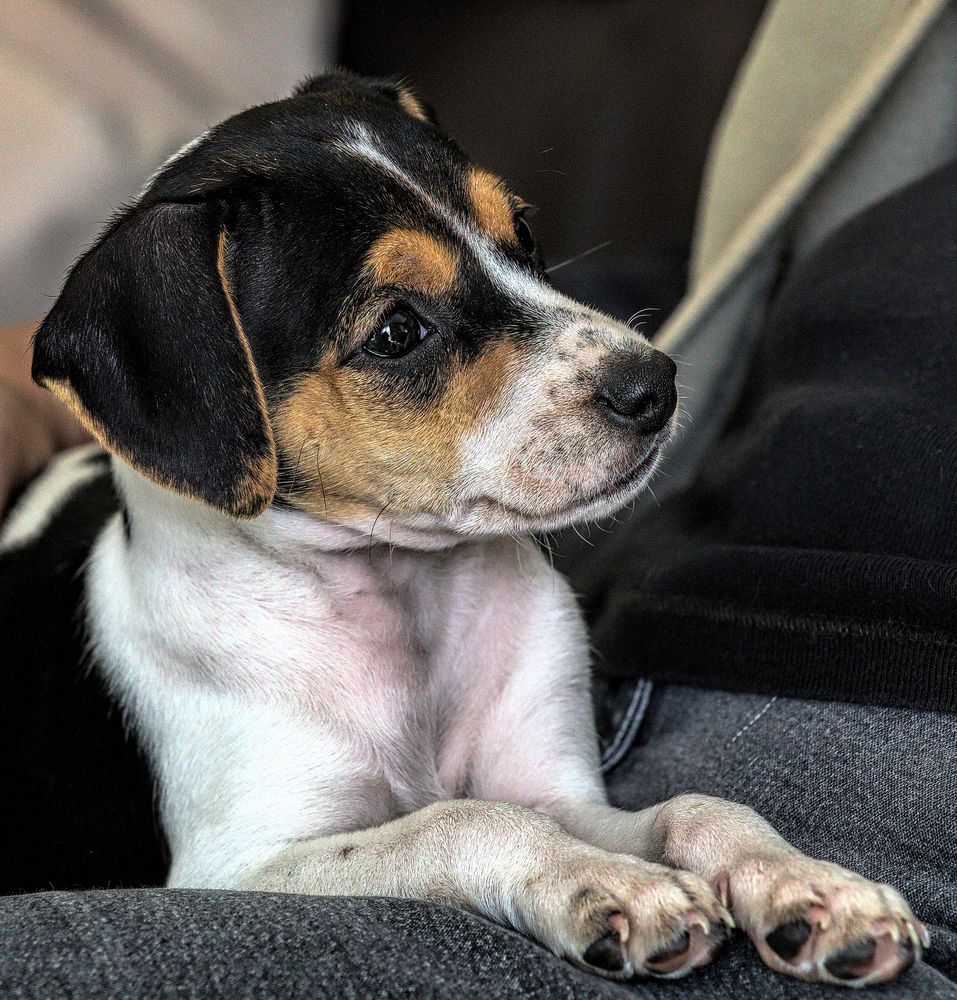 unsere &quot;Emma&quot;, als ein 9 Wochen alter Dansky Welpe Foto &amp; Bild hunde