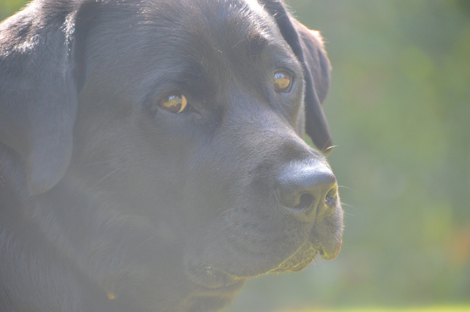 Unsere Emma - Labrador nachdenklich