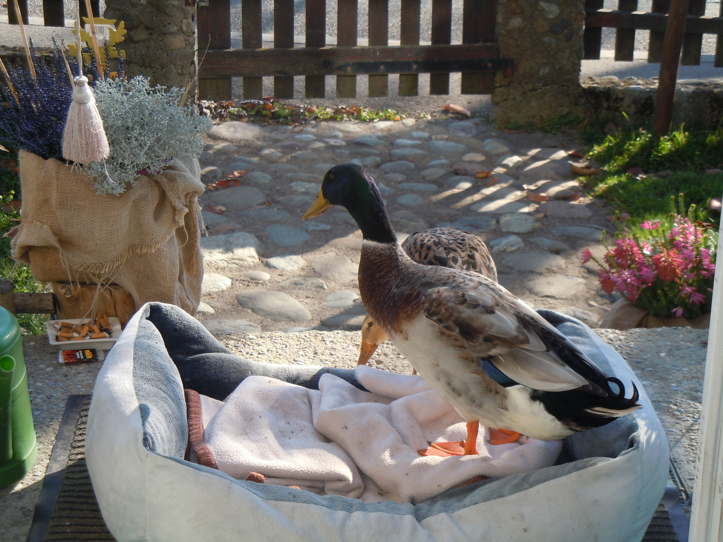 Unsere enten im hundebett