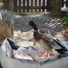 Unsere enten im hundebett