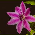 Unsere erste Clematis