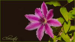 Unsere erste Clematis