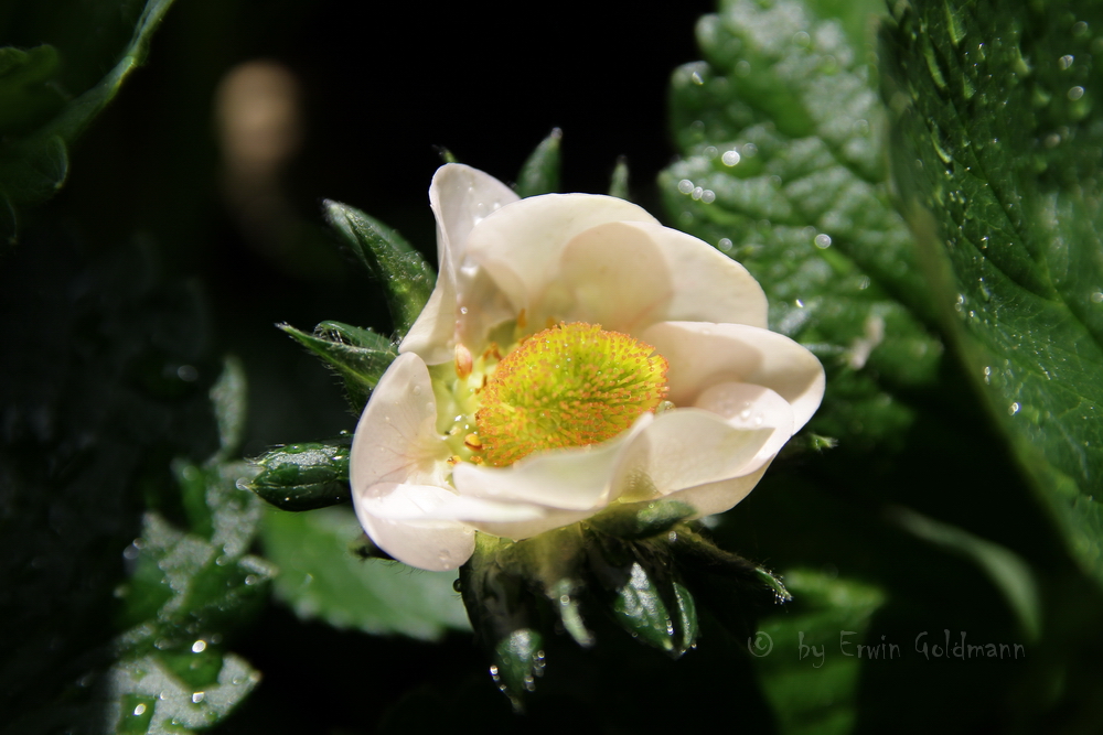 - unsere erste Erdbeerblüte -