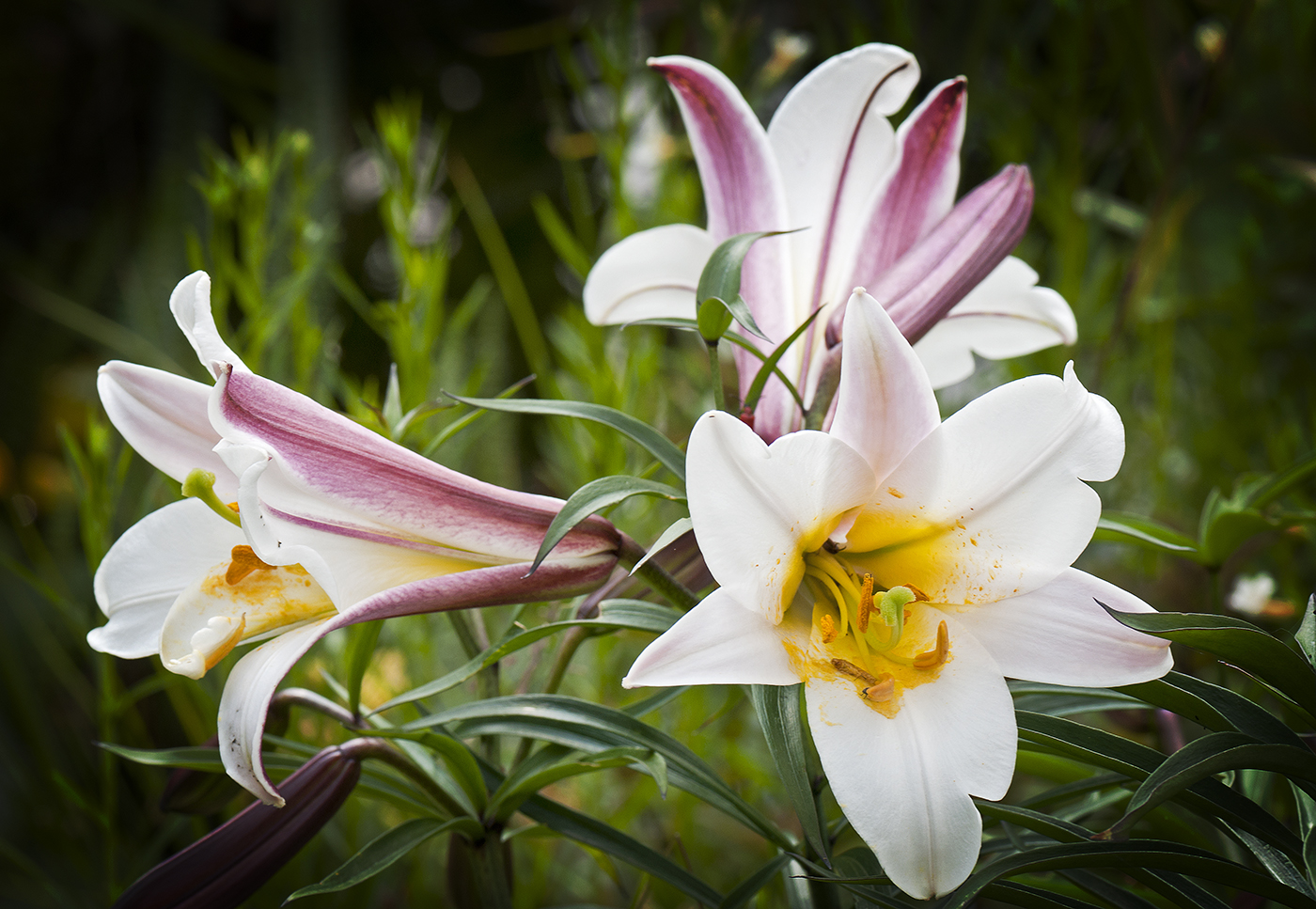 unsere erste Lilieblüte in diesem Jahr