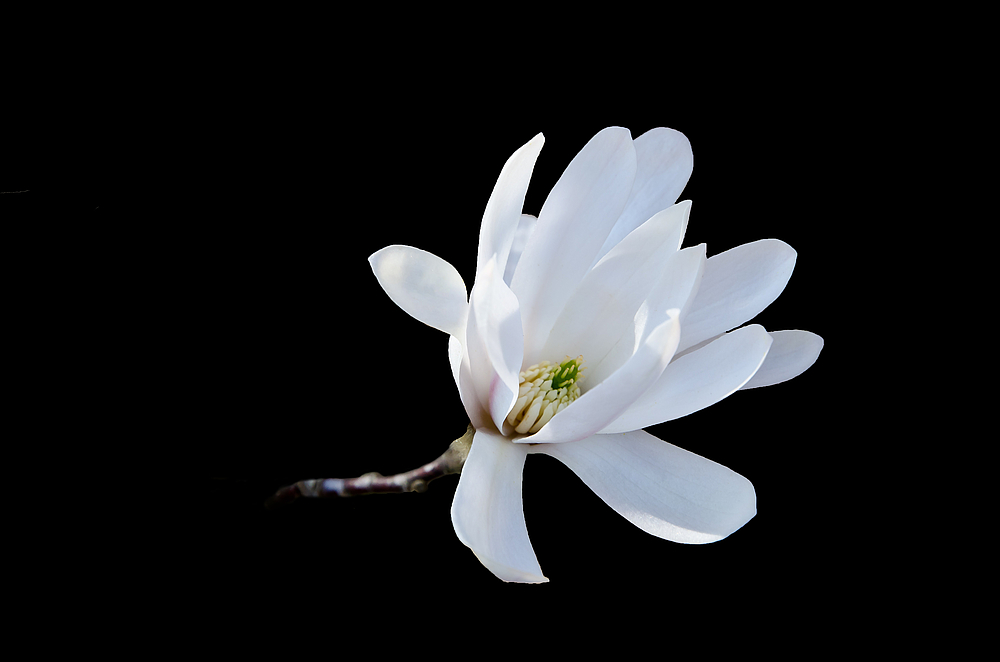 Unsere erste Magnolienblüte 2014