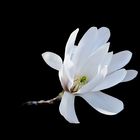 Unsere erste Magnolienblüte 2014