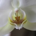 Unsere erste Orchideenblüte