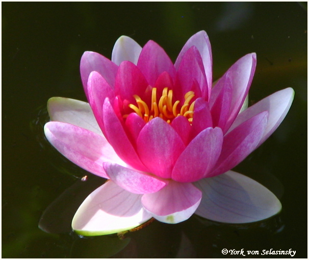 Unsere erste Seerose,freu,freu!