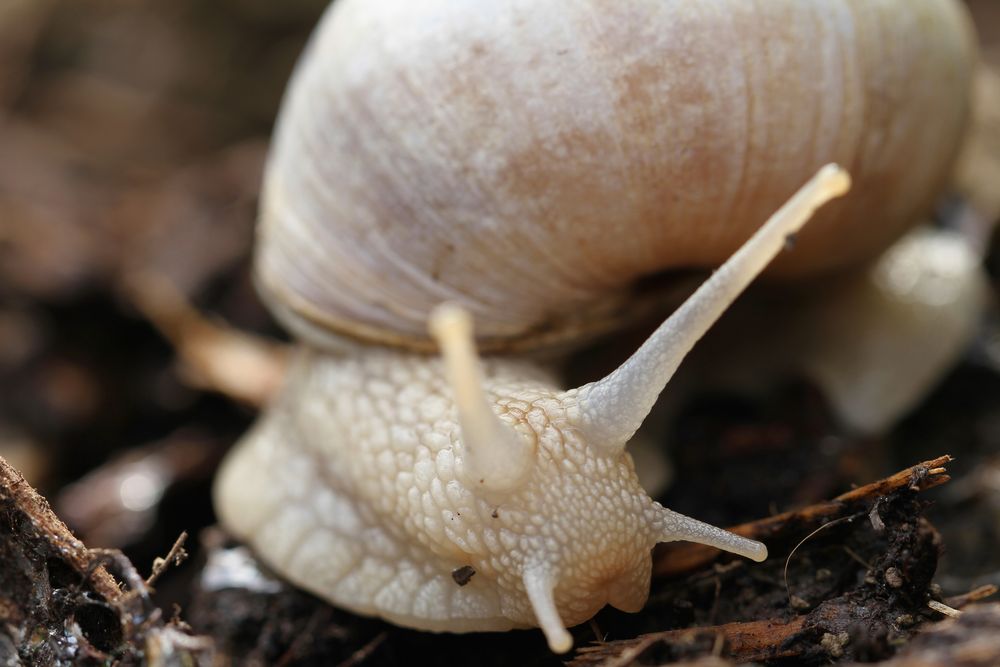 unsere erste Weinbergschnecke