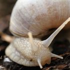 unsere erste Weinbergschnecke